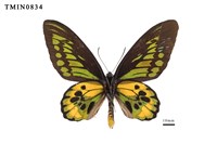 藏品(羅氏鳥翼蝶)的圖片